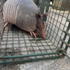 Critter Control gallery