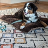 Dog Training Elite Greater Cincinnati gallery