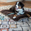 Dog Training Elite Greater Cincinnati - Pet Training