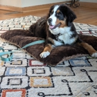 Dog Training Elite Greater Cincinnati