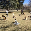 Dog Training Elite Salt Lake City gallery