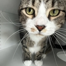Bonita Boarding Kennel & Pet - Pet Services