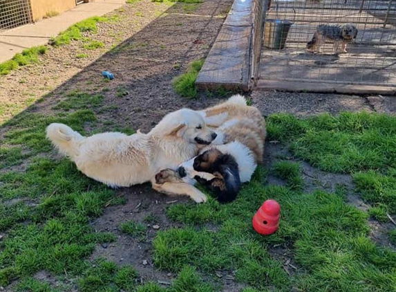 Kellmann Kennels - Templers, SA
