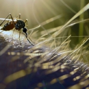 Pest & Radon Professionals - Pest Control Equipment & Supplies