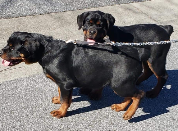 Dupree's Rottweiler Breeding and Stud Services - Greenville, NC. ZOD & INFINITI