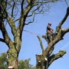 Highpoint Tree Care