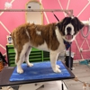 Woofalicious Grooming Studio gallery