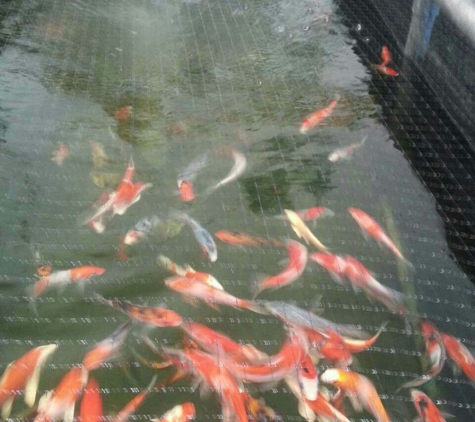 Lucky Koi & Aquaponics - Pomona, CA