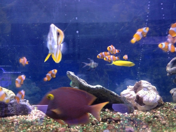 Neptune's Tropical Fish - Highlands Ranch, CO