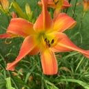 Fox Woods Garden - Plants