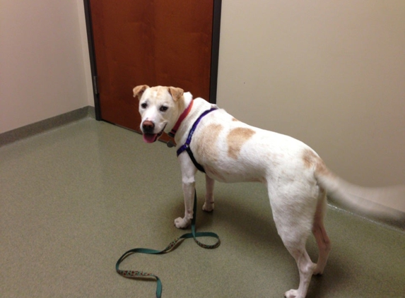 Animal Dermatology Clinic - Indianapolis, IN