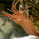 Coral Sea Aquariums - Pet Stores