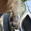 The Works Dog Grooming gallery