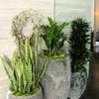 Forever Green Interior Landscaping