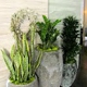 Forever Green Interior Landscaping