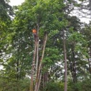 Issaquah Tree Care - Tree Service