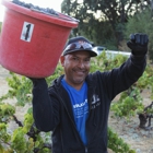 Pedroncelli Winery