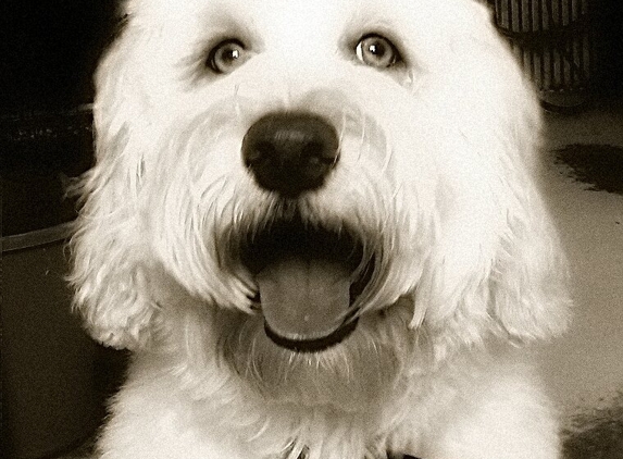 Elizabeth Taylor's Canine Clips - Mildura, VIC