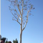 El Sanchez Tree Service