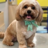 Well Groomed Pets Fort Worth gallery