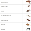 Loyal Termite & Pest Control - Termite Control