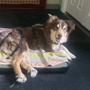 Canine Rehabilitation & Conditioning Group, LLC