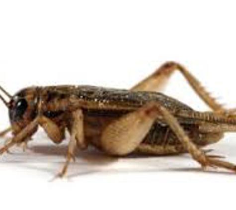 Palmetto Crickets and Worms - Brunson, SC