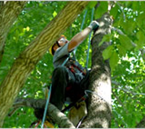 All American Tree Service - Lithia Springs, GA