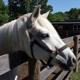 Bronx Equestrian Center