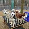 The Barking Birch Pet Lodge gallery