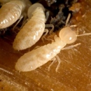 Termishield Termite & Pest Protection - Pest Control Services