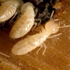 Termishield Termite & Pest Protection
