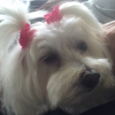 Sandy Paws Pet Grooming - Pet Grooming