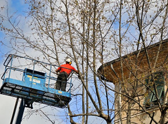 Tosa Tree Care - Wauwatosa, WI