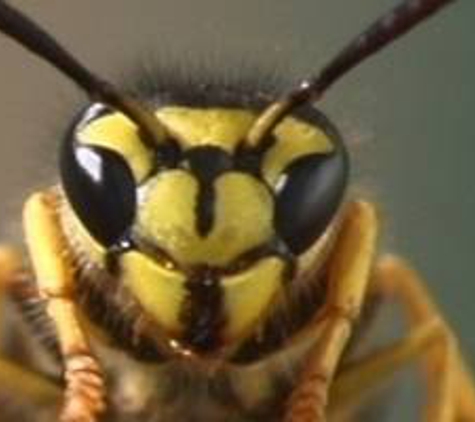 All Florida Bee Removal - Tampa, FL