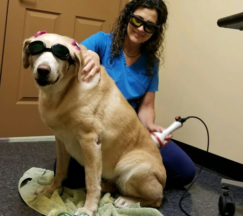 Ross Animal Hospital & Rehabilitation Center P.C. - Covington, GA. Treatment Time!