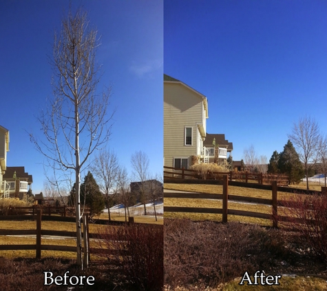 Tanglewood Tree and Lawn LLC - Denver, CO