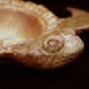Amelia Island Pottery - Pottery