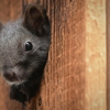 Takedown Pest Control gallery