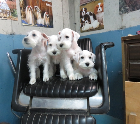 Happy Dog Grooming & Boarding - Columbia Falls, MT