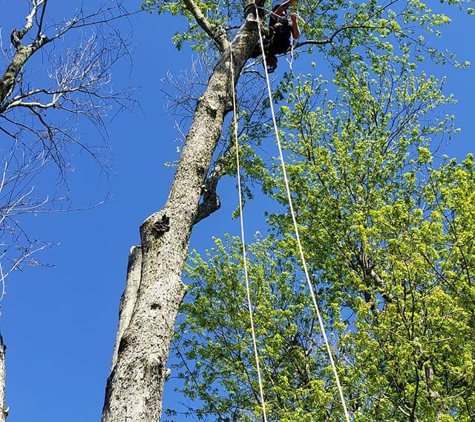 Sunbury Tree Care