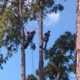 Above All Else Tree Service