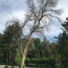 Voss Tree Mendon Tree Service