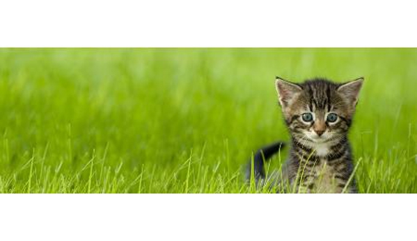 Stawell Veterinary Clinic - Stawell, VIC
