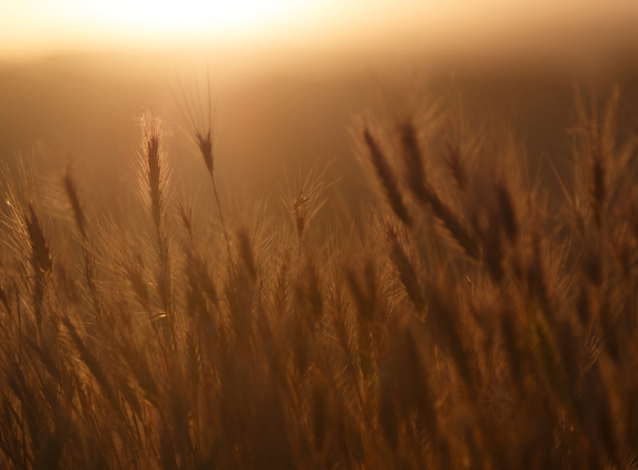Stewarts Grain Trading - Inverell, NSW