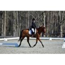 Blue Ribbon Riding Academy - Horse Training