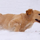 Outdoor Pet Photography