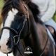 Spark Equestrian Academy