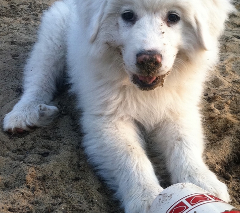 Rockvale Pools - Rockvale, TN. Pool puppy