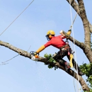 American Tree Trimmers - Arborists
